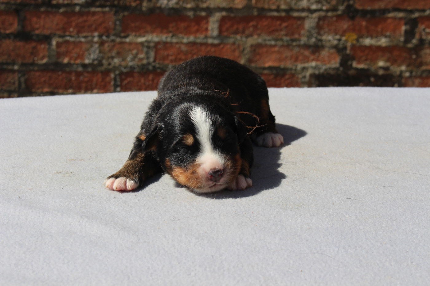 de la Vallée de l'Hyrome - Chiots disponibles - Bouvier Bernois