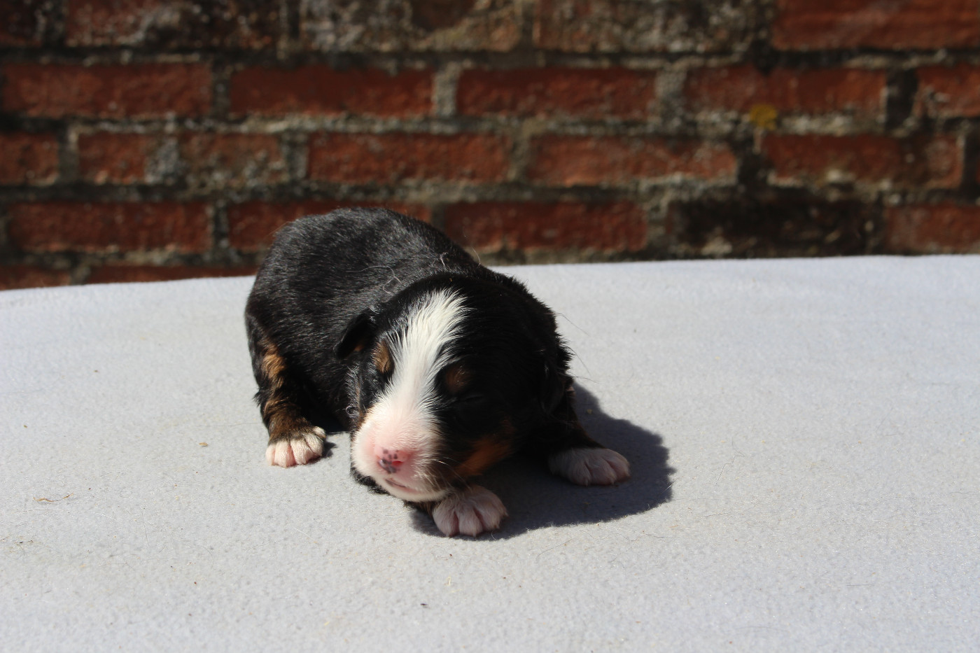 de la Vallée de l'Hyrome - Chiots disponibles - Bouvier Bernois