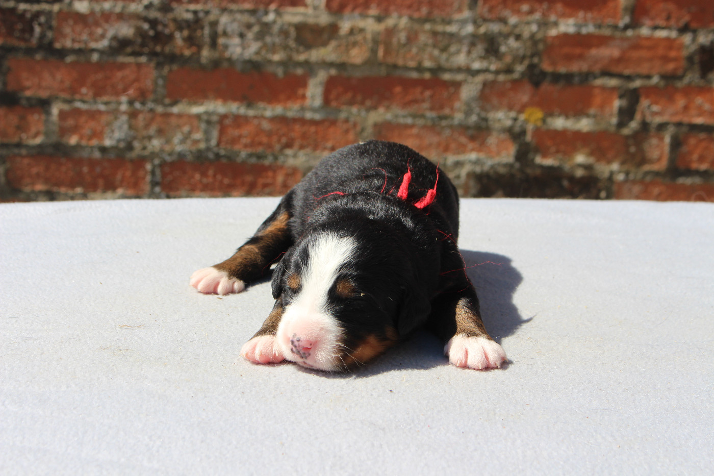 de la Vallée de l'Hyrome - Chiots disponibles - Bouvier Bernois