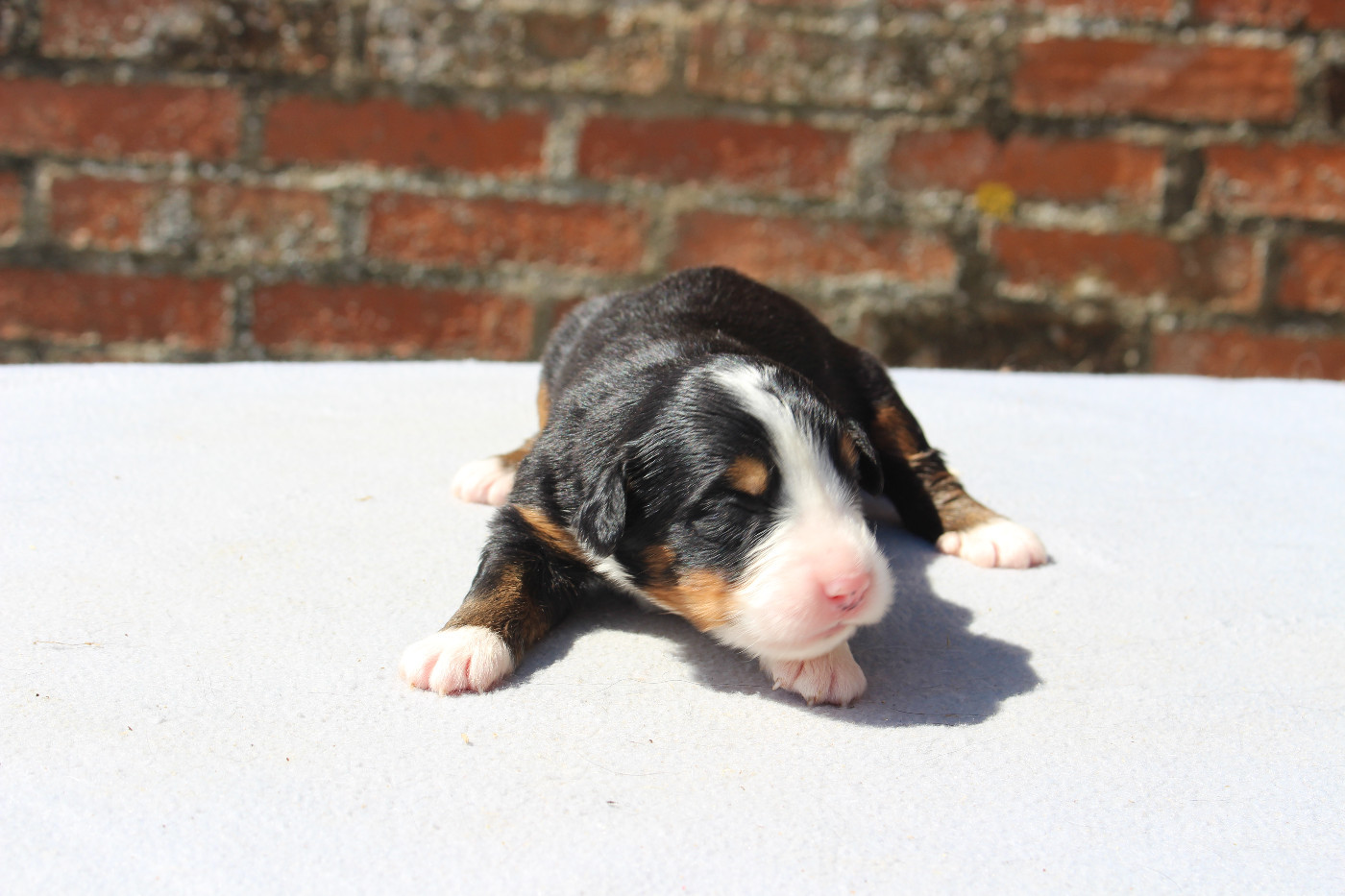 de la Vallée de l'Hyrome - Chiots disponibles - Bouvier Bernois