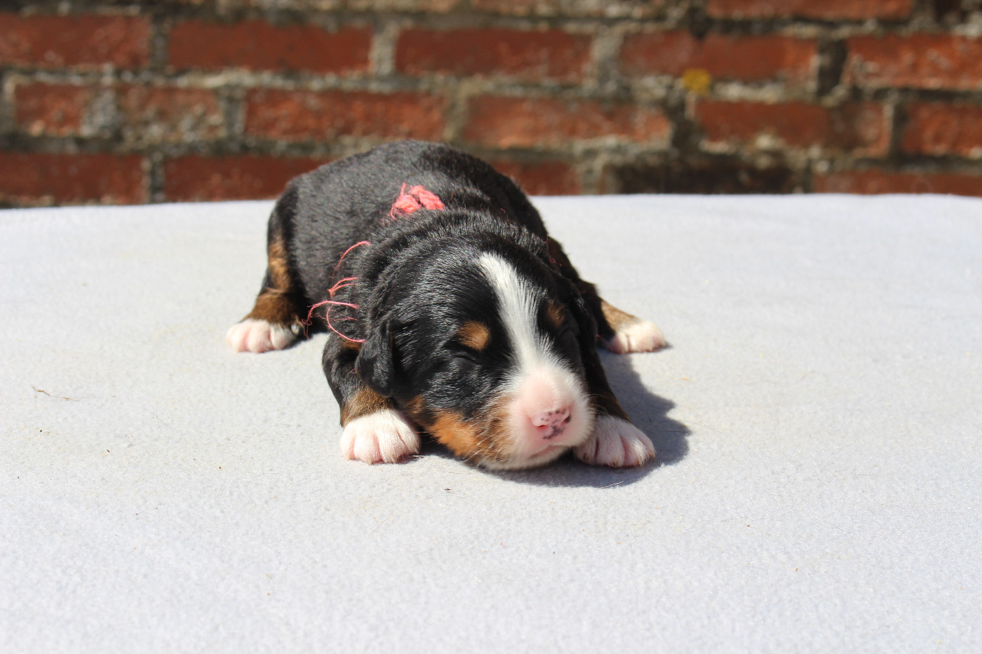 de la Vallée de l'Hyrome - Chiots disponibles - Bouvier Bernois
