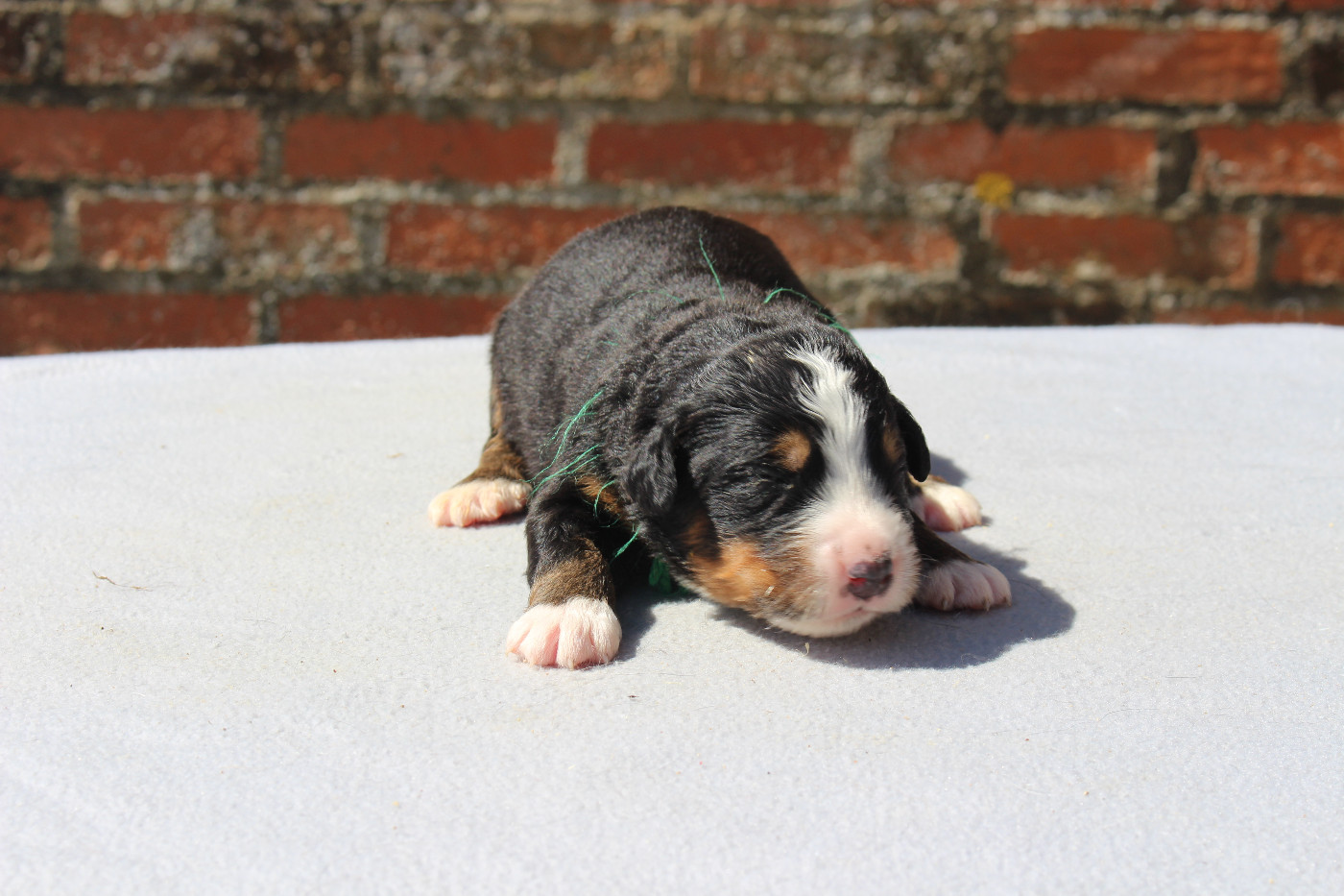 de la Vallée de l'Hyrome - Chiots disponibles - Bouvier Bernois