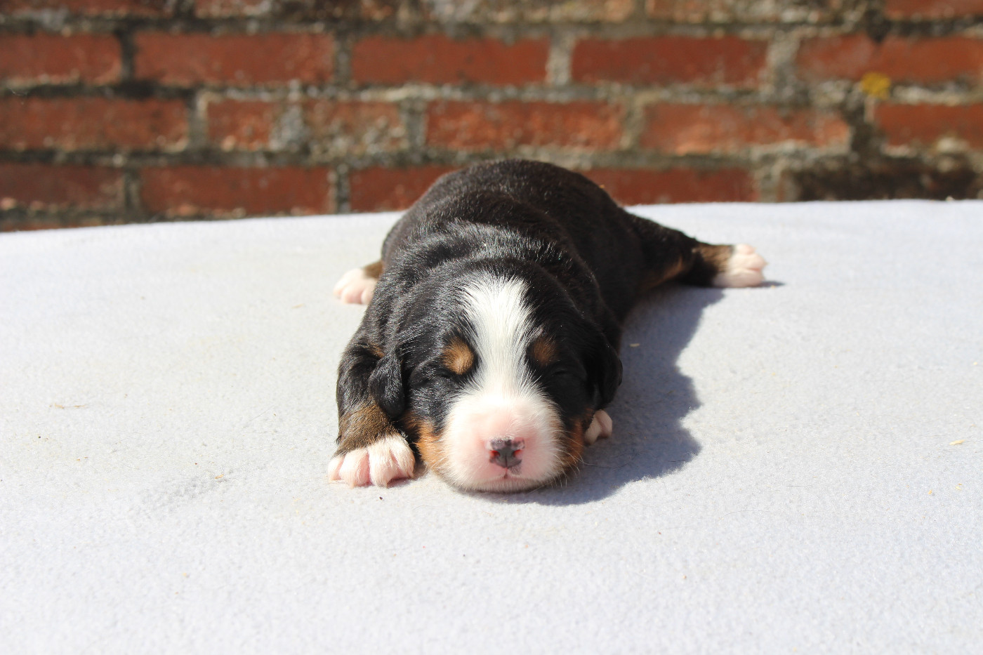 de la Vallée de l'Hyrome - Chiots disponibles - Bouvier Bernois