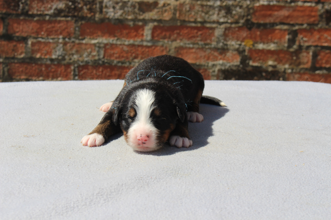 Chiot Bouvier Bernois de la Vallée de l'Hyrome