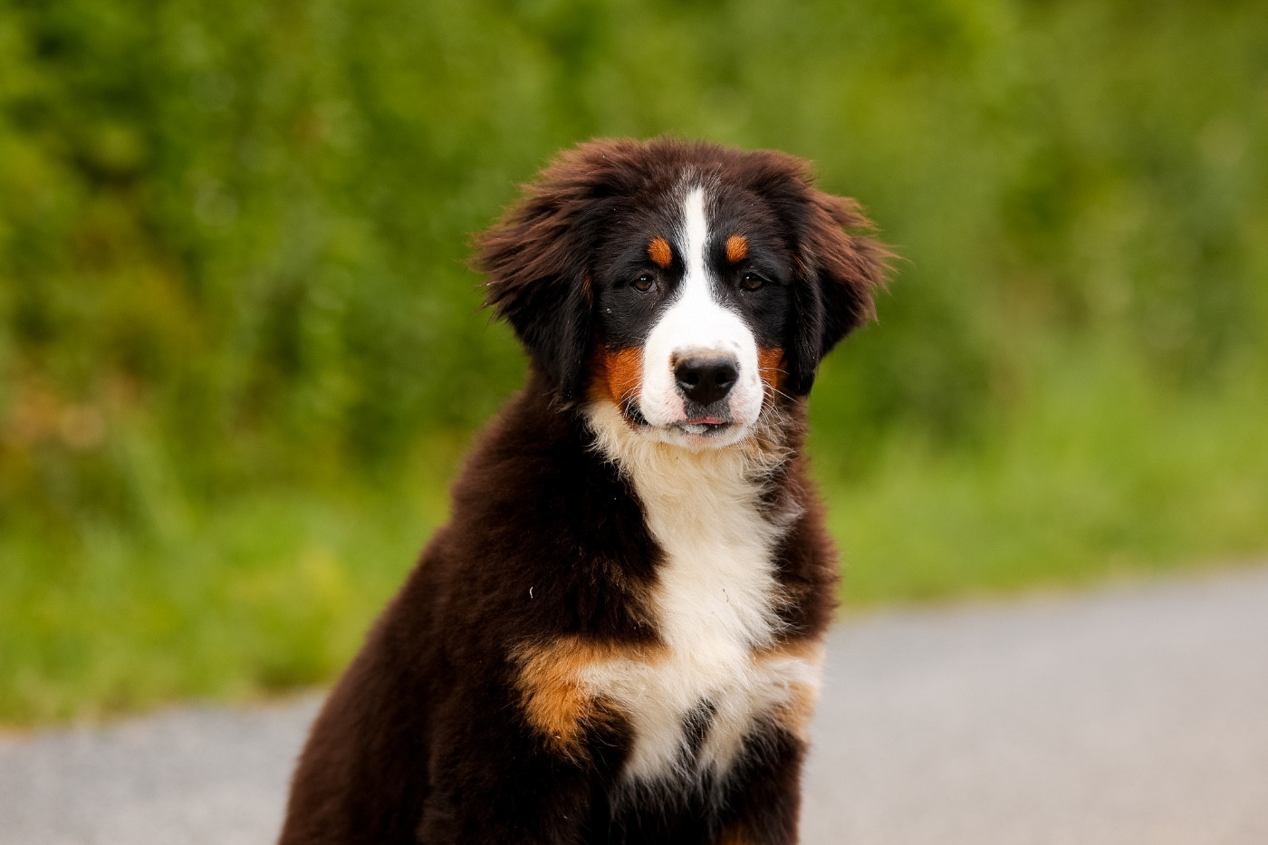 de la Vallée de l'Hyrome - Chiots disponibles - Bouvier Bernois