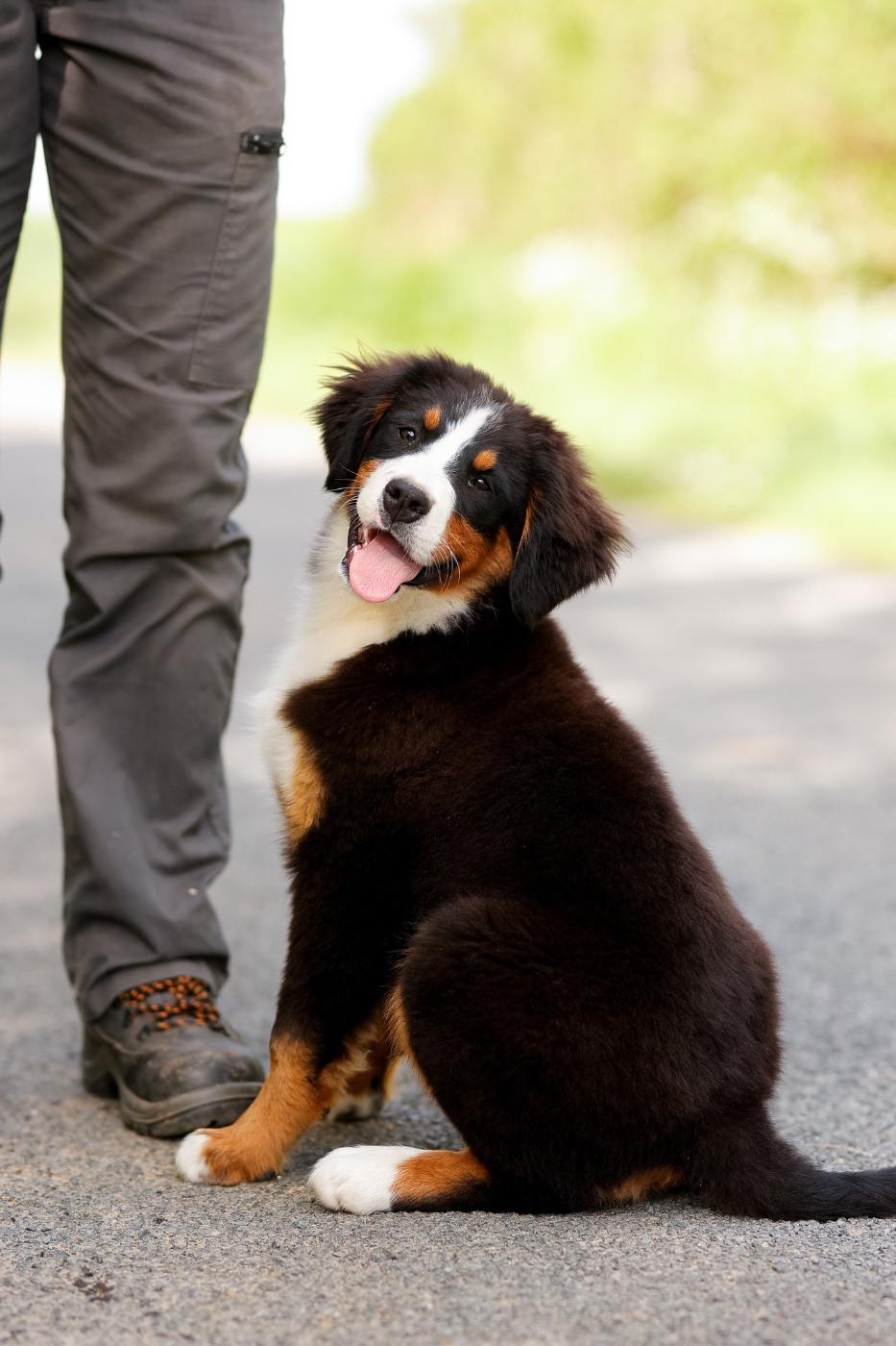 de la Vallée de l'Hyrome - Chiots disponibles - Bouvier Bernois