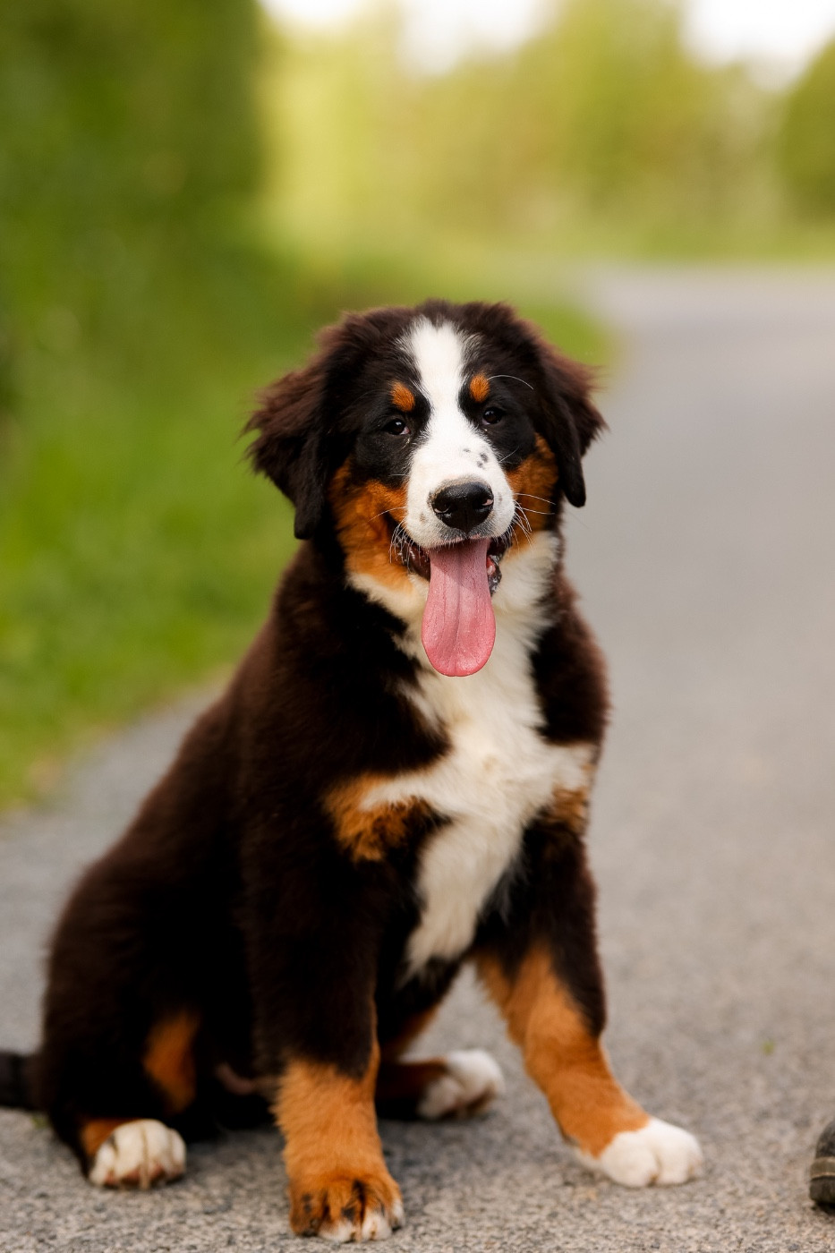 de la Vallée de l'Hyrome - Chiots disponibles - Bouvier Bernois