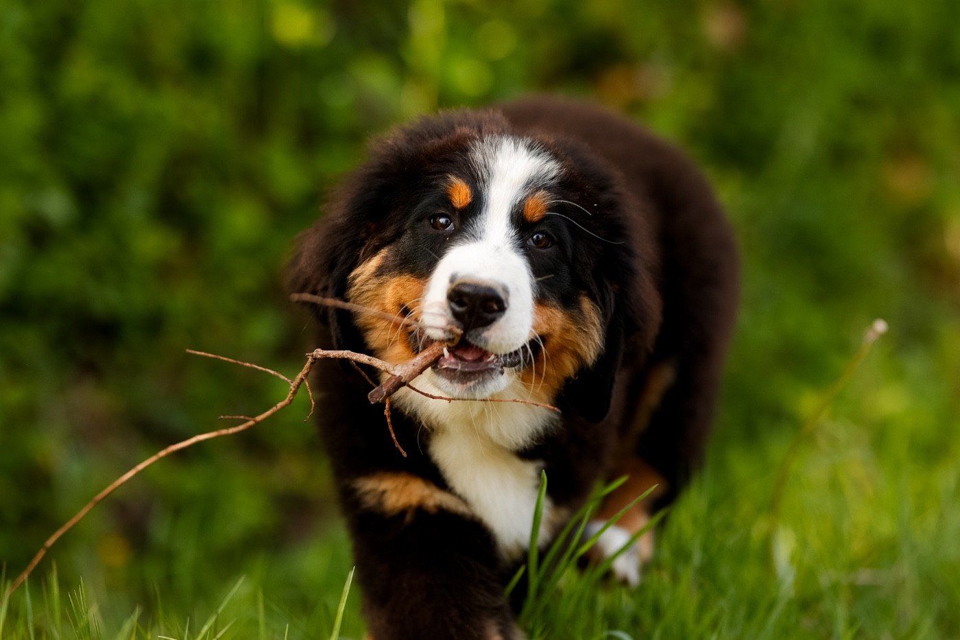 de la Vallée de l'Hyrome - Chiots disponibles - Bouvier Bernois