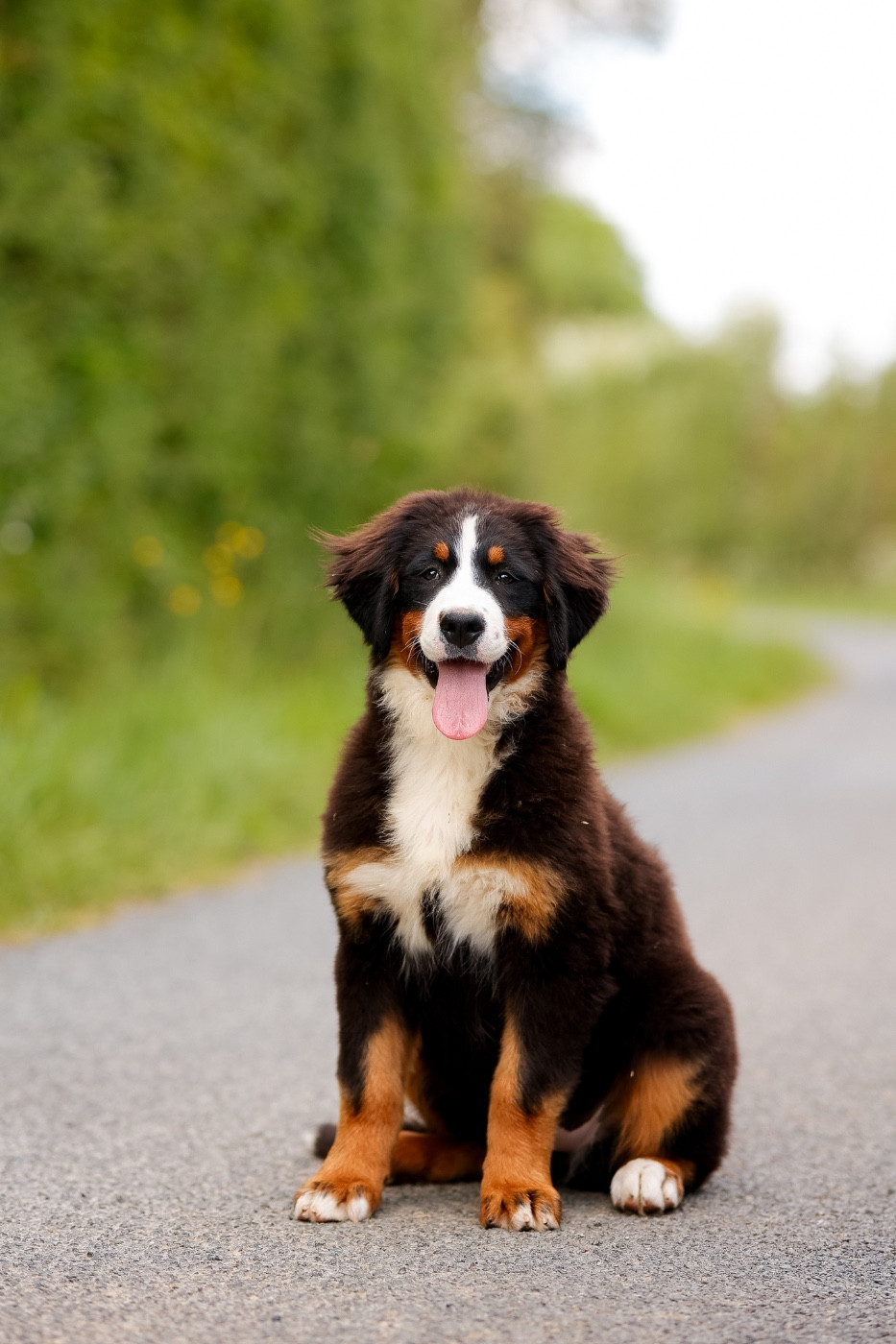 de la Vallée de l'Hyrome - Bouvier Bernois - Portée née le 05/12/2025