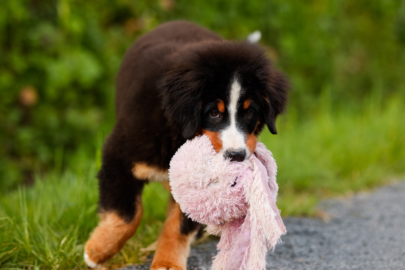 de la Vallée de l'Hyrome - Chiots disponibles - Bouvier Bernois