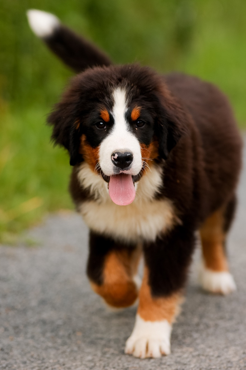 de la Vallée de l'Hyrome - Chiots disponibles - Bouvier Bernois