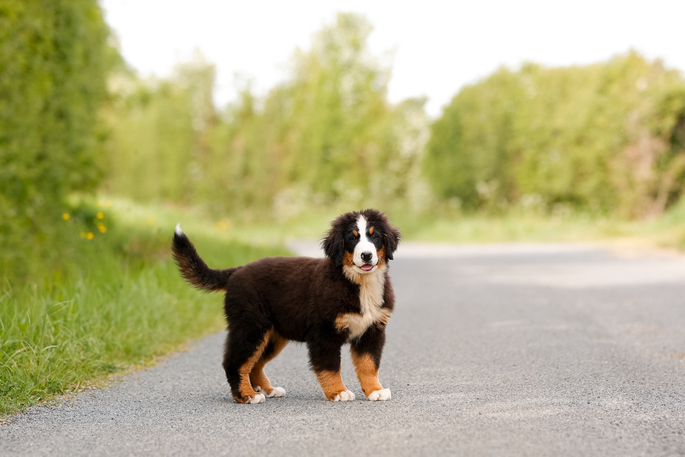 de la Vallée de l'Hyrome - Chiots disponibles - Bouvier Bernois