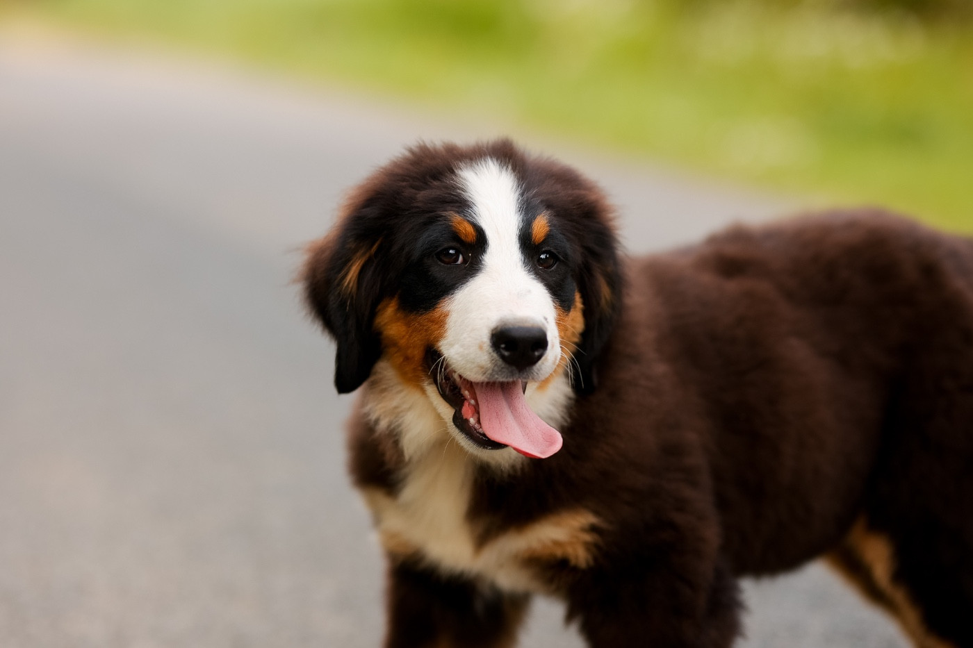 de la Vallée de l'Hyrome - Chiots disponibles - Bouvier Bernois