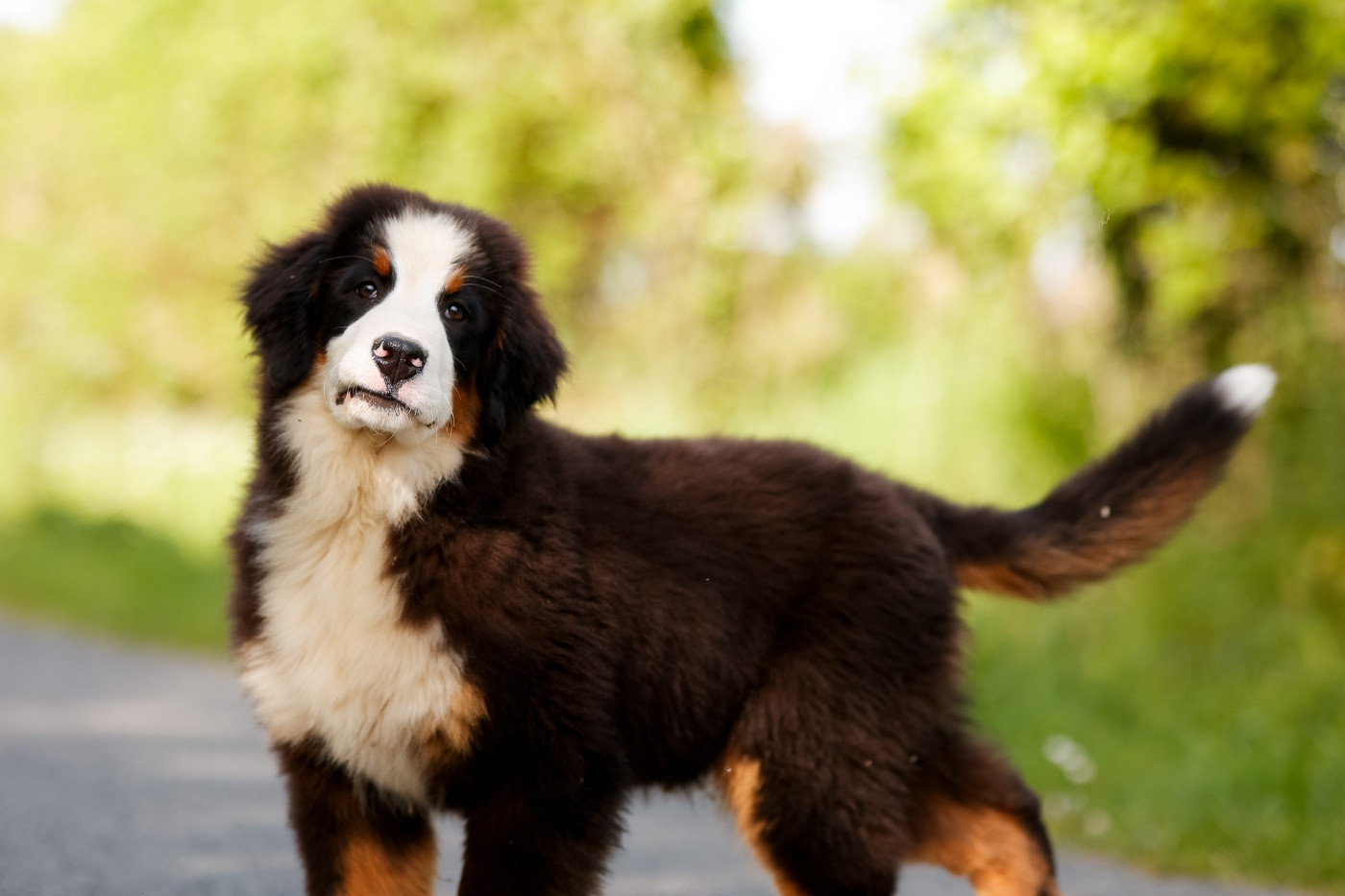 de la Vallée de l'Hyrome - Bouvier Bernois - Portée née le 20/12/2025