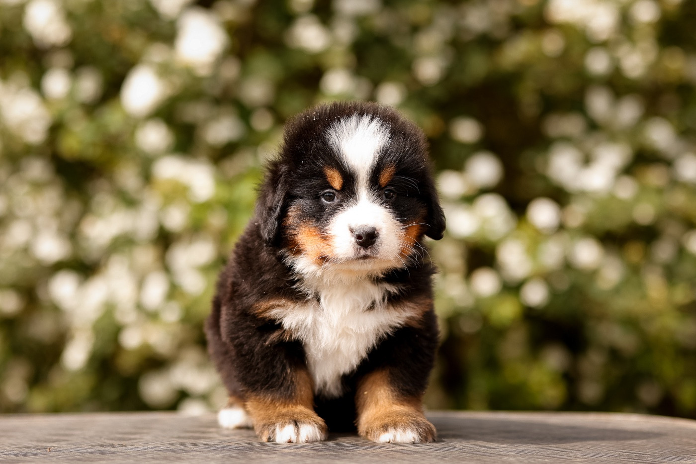 de la Vallée de l'Hyrome - Chiots disponibles - Bouvier Bernois