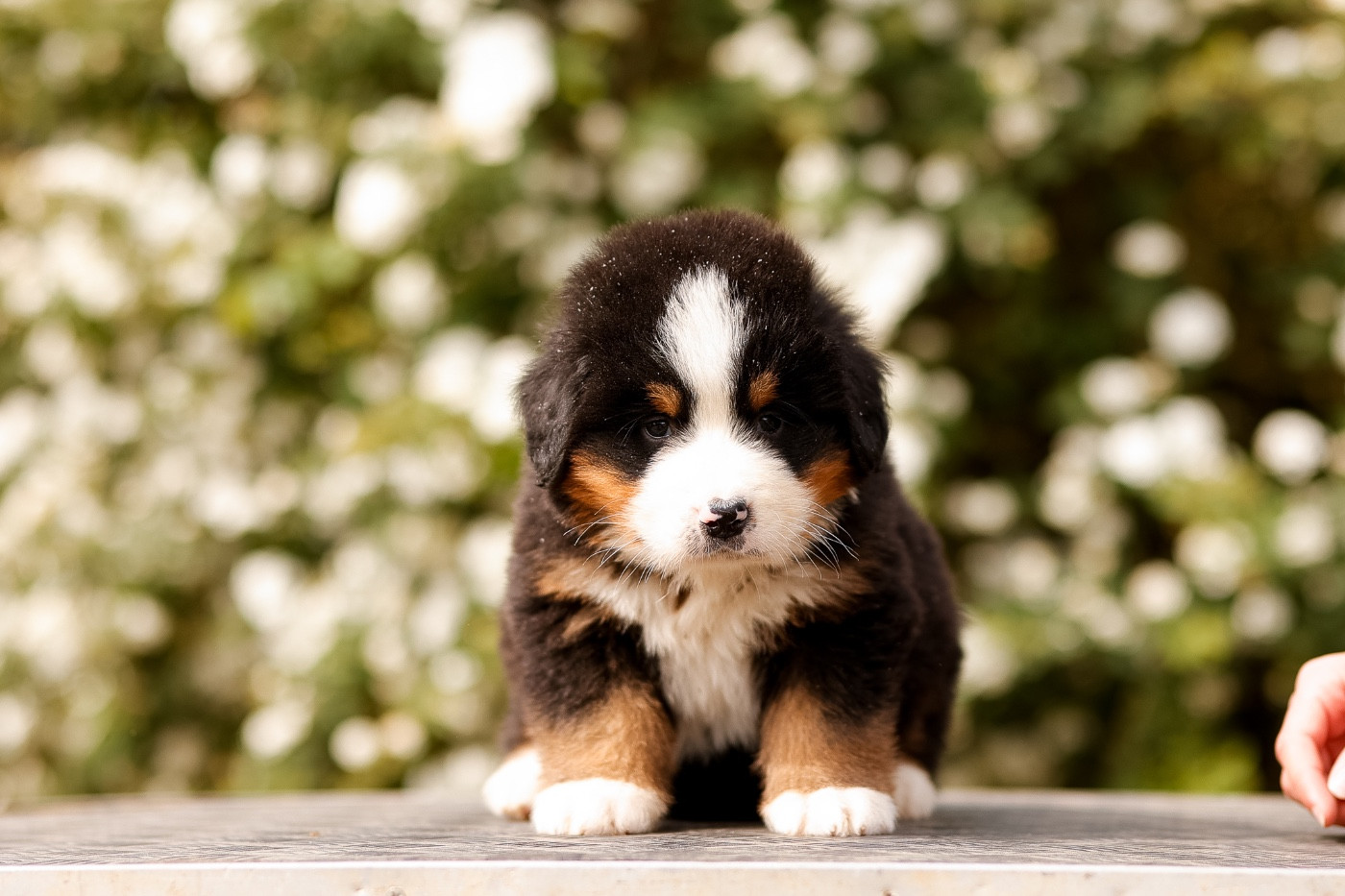 de la Vallée de l'Hyrome - Chiots disponibles - Bouvier Bernois