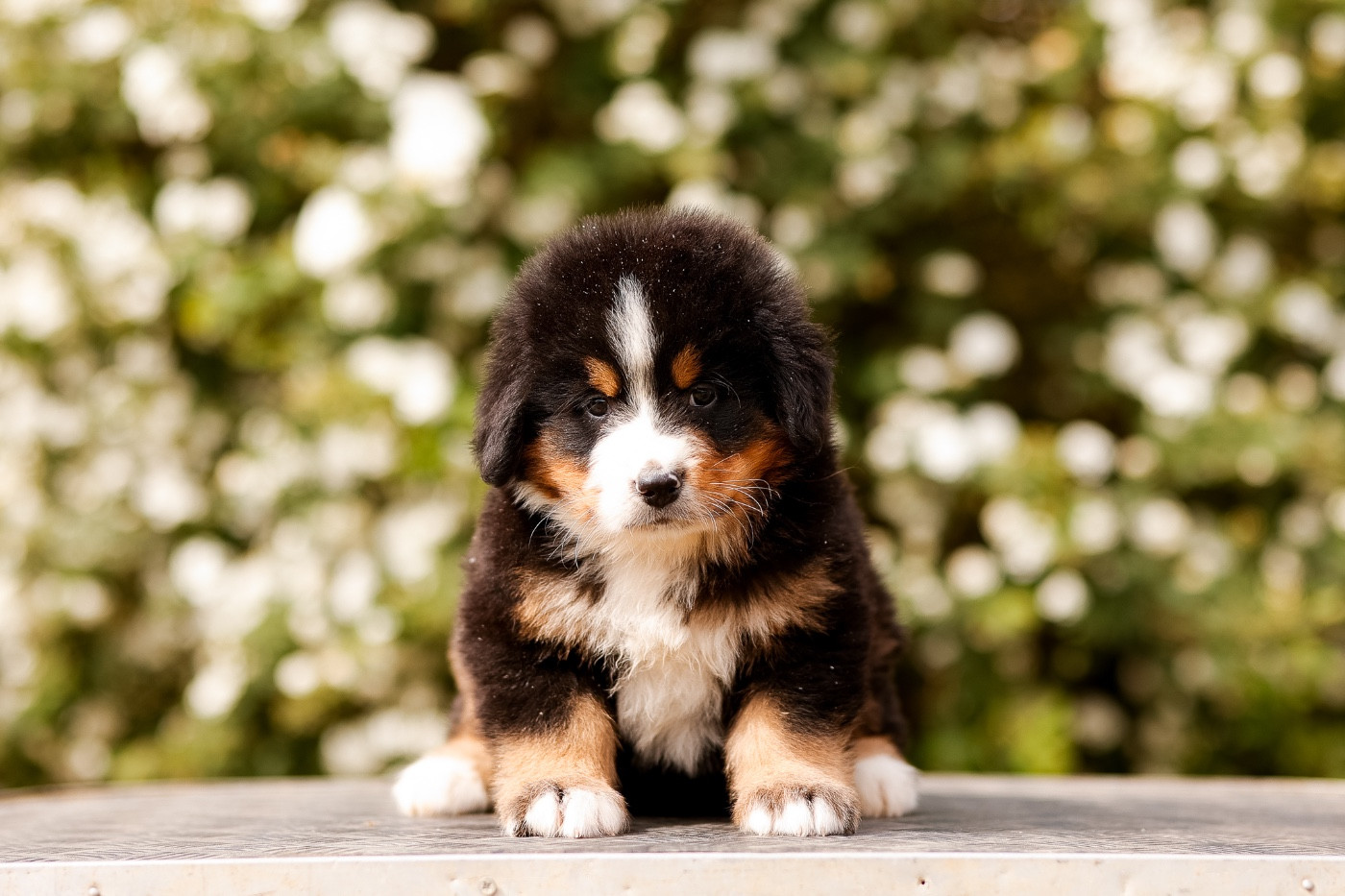 de la Vallée de l'Hyrome - Chiots disponibles - Bouvier Bernois