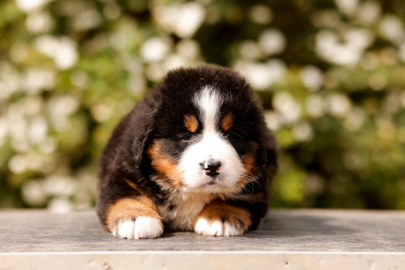 de la Vallée de l'Hyrome - Chiots disponibles - Bouvier Bernois