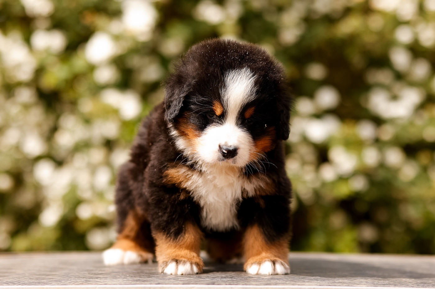 de la Vallée de l'Hyrome - Chiots disponibles - Bouvier Bernois