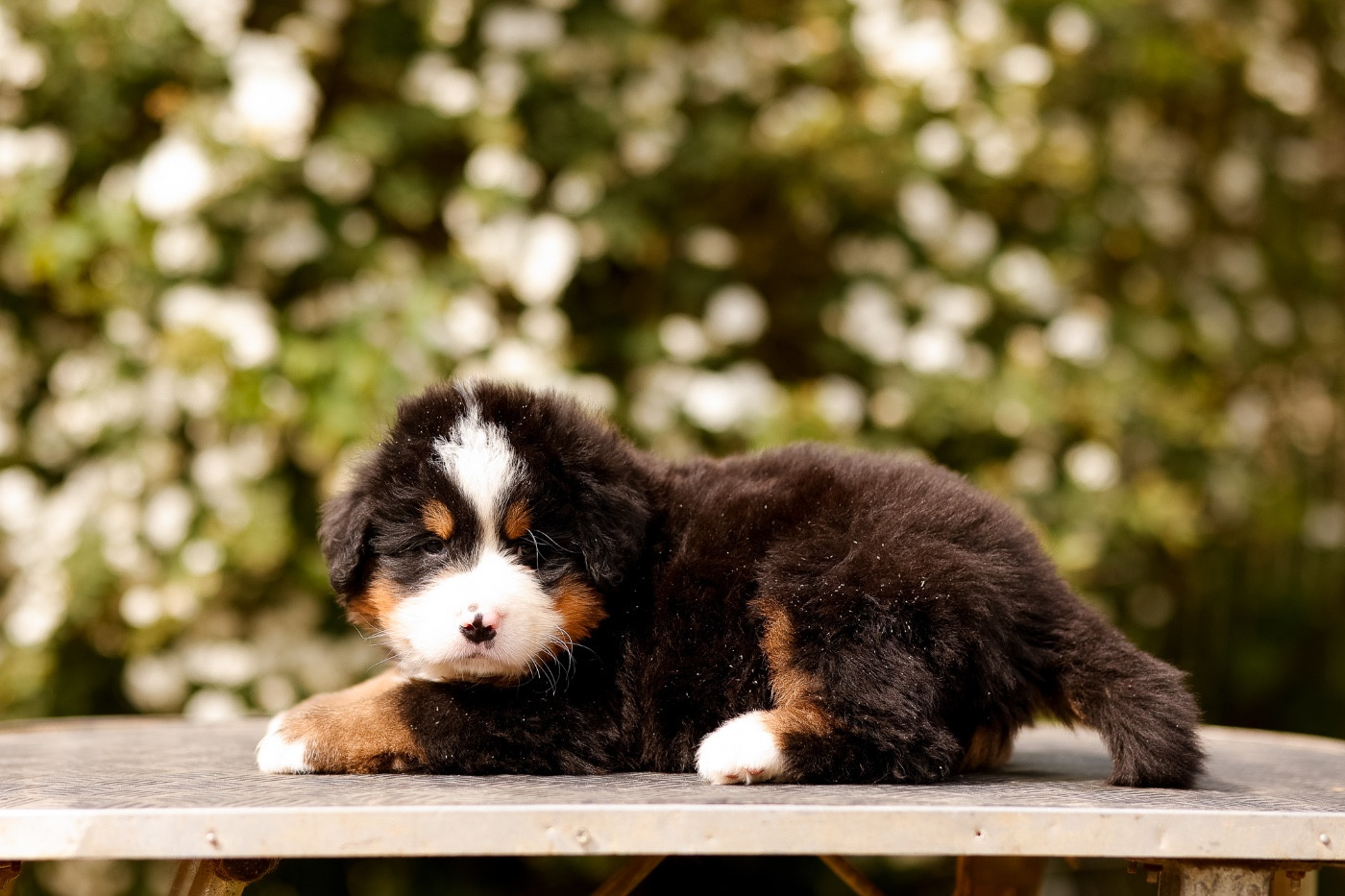 de la Vallée de l'Hyrome - Chiots disponibles - Bouvier Bernois