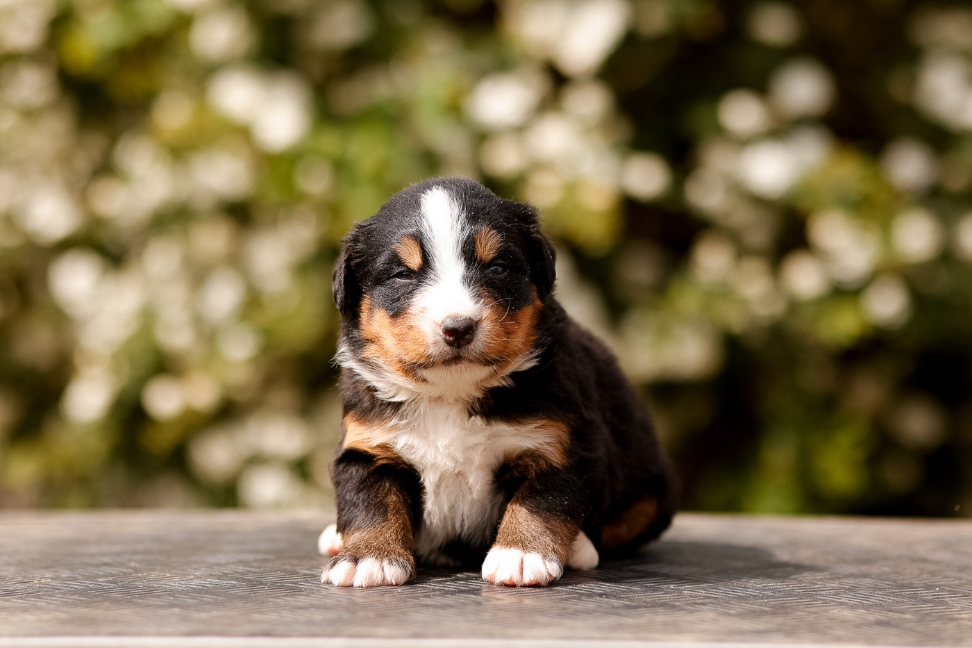 de la Vallée de l'Hyrome - Chiots disponibles - Bouvier Bernois