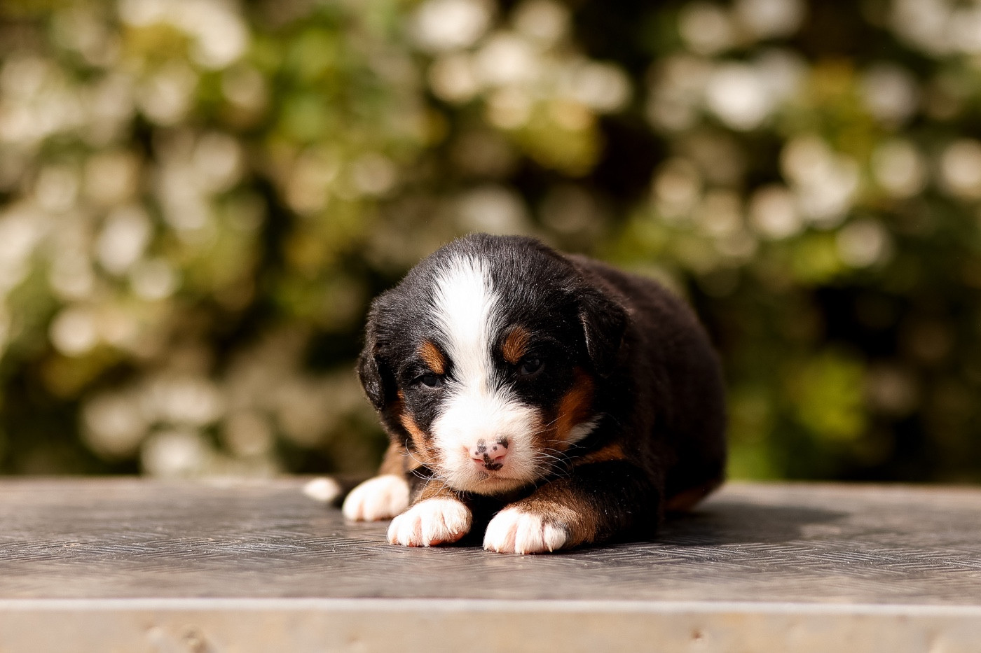 de la Vallée de l'Hyrome - Chiots disponibles - Bouvier Bernois