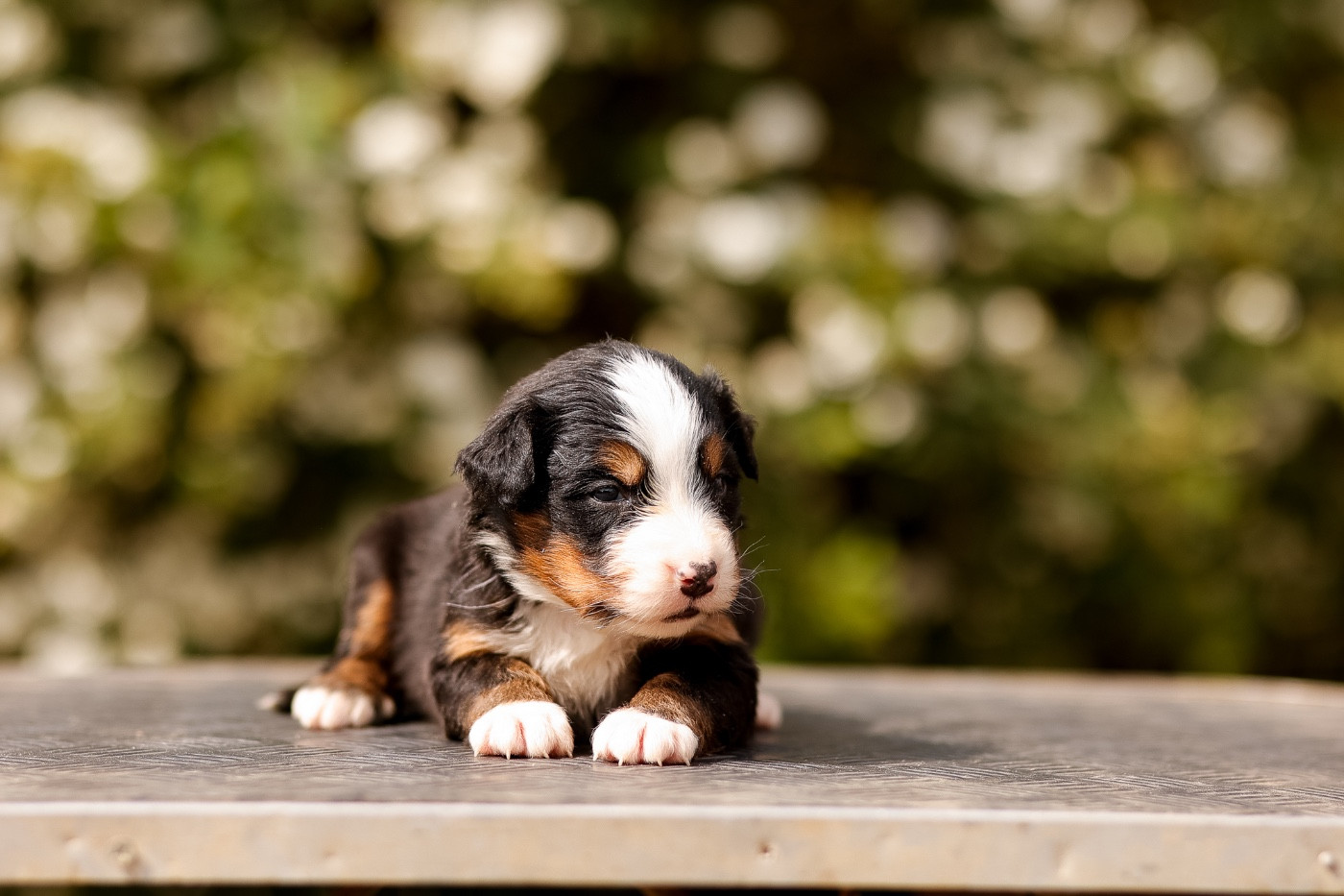 de la Vallée de l'Hyrome - Chiots disponibles - Bouvier Bernois