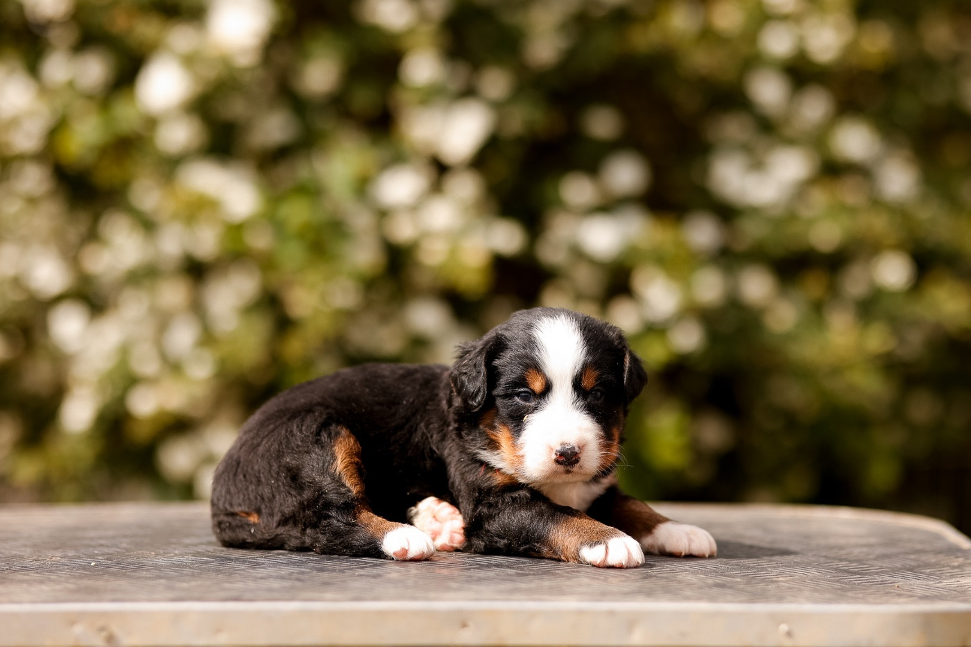 de la Vallée de l'Hyrome - Chiots disponibles - Bouvier Bernois