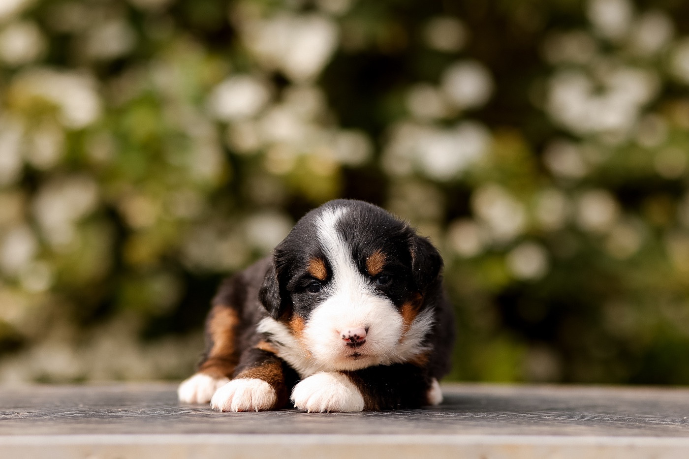 de la Vallée de l'Hyrome - Chiots disponibles - Bouvier Bernois
