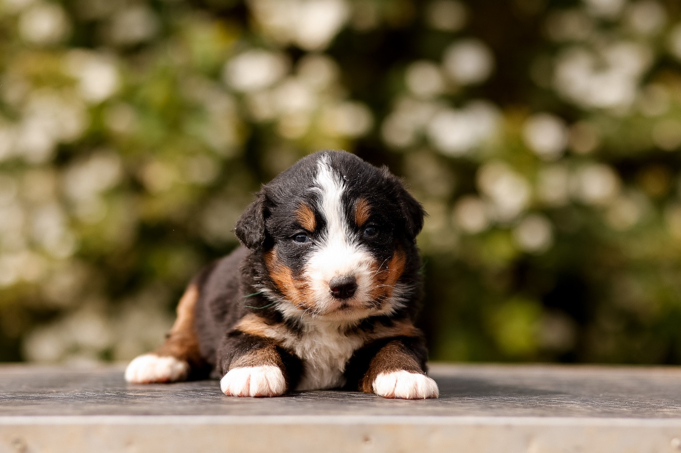 de la Vallée de l'Hyrome - Chiots disponibles - Bouvier Bernois