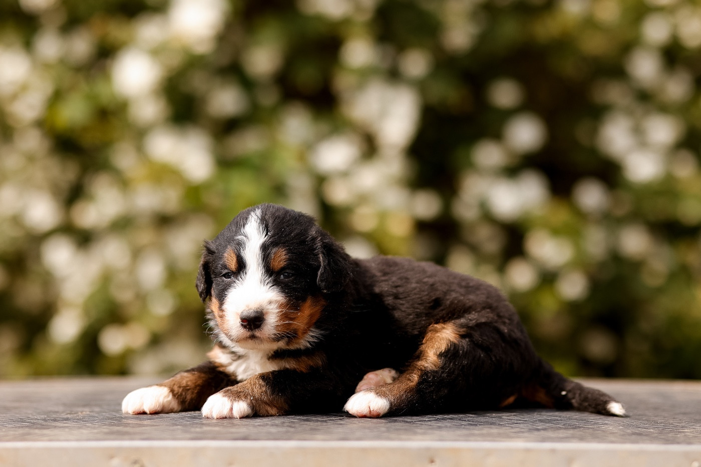 de la Vallée de l'Hyrome - Chiots disponibles - Bouvier Bernois