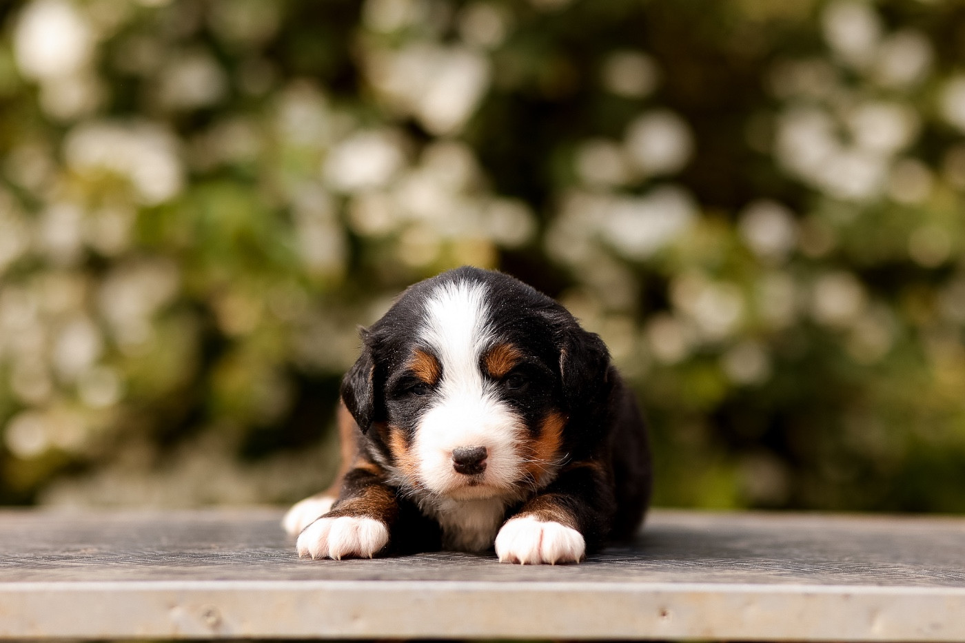 de la Vallée de l'Hyrome - Chiots disponibles - Bouvier Bernois