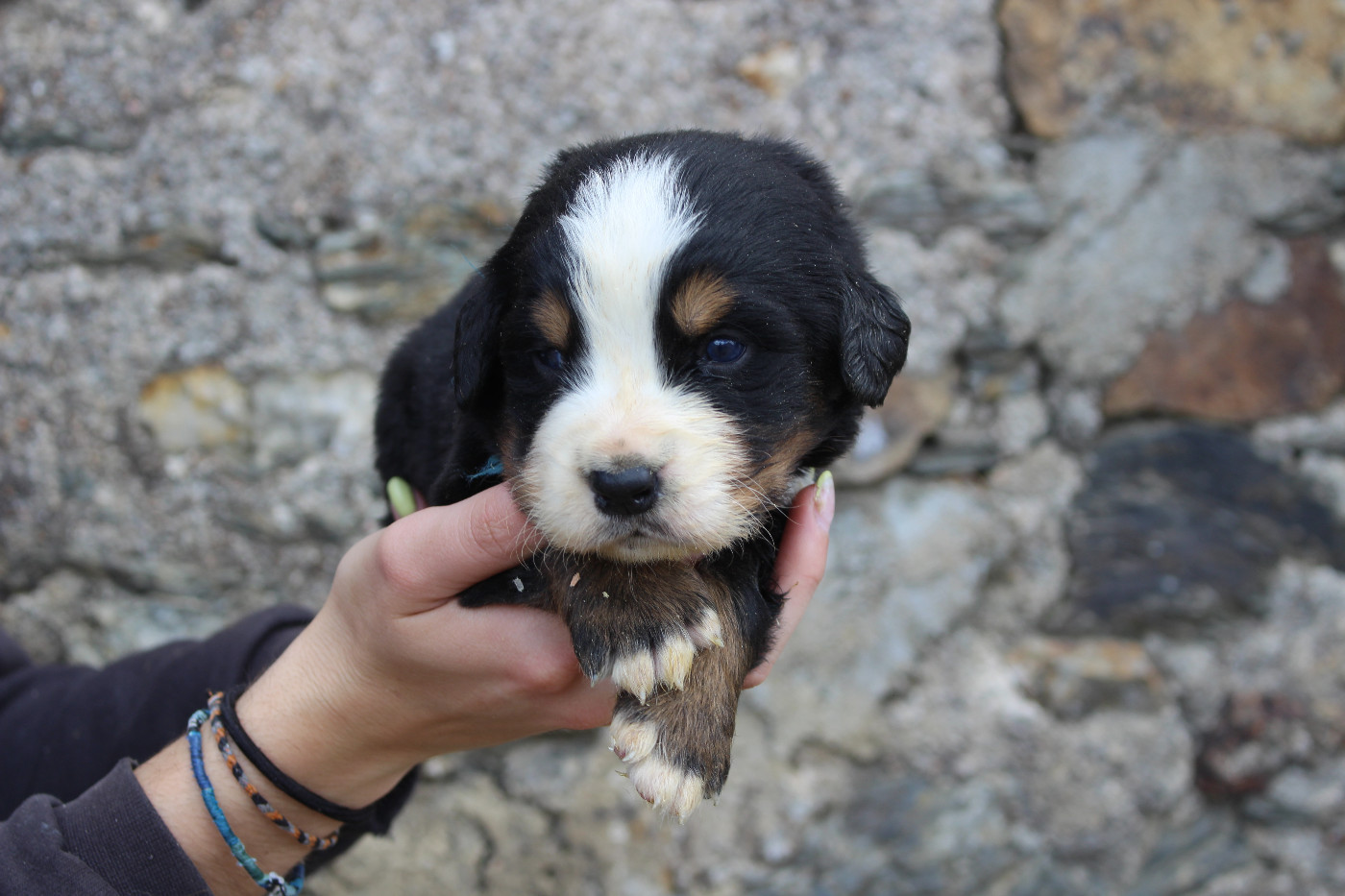 de la Vallée de l'Hyrome - Chiots disponibles - Bouvier Bernois
