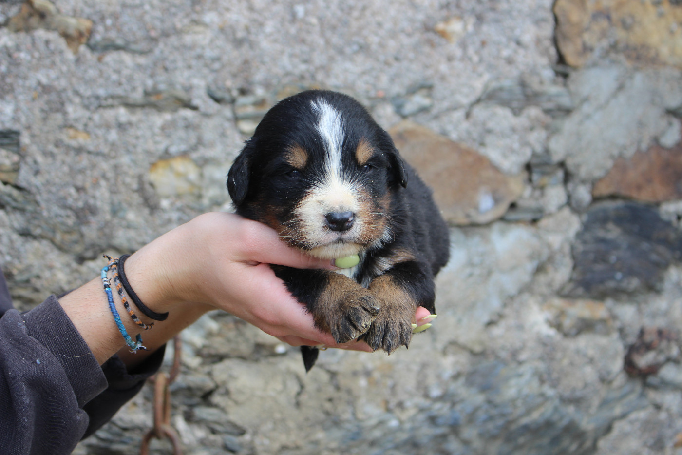 de la Vallée de l'Hyrome - Chiots disponibles - Bouvier Bernois
