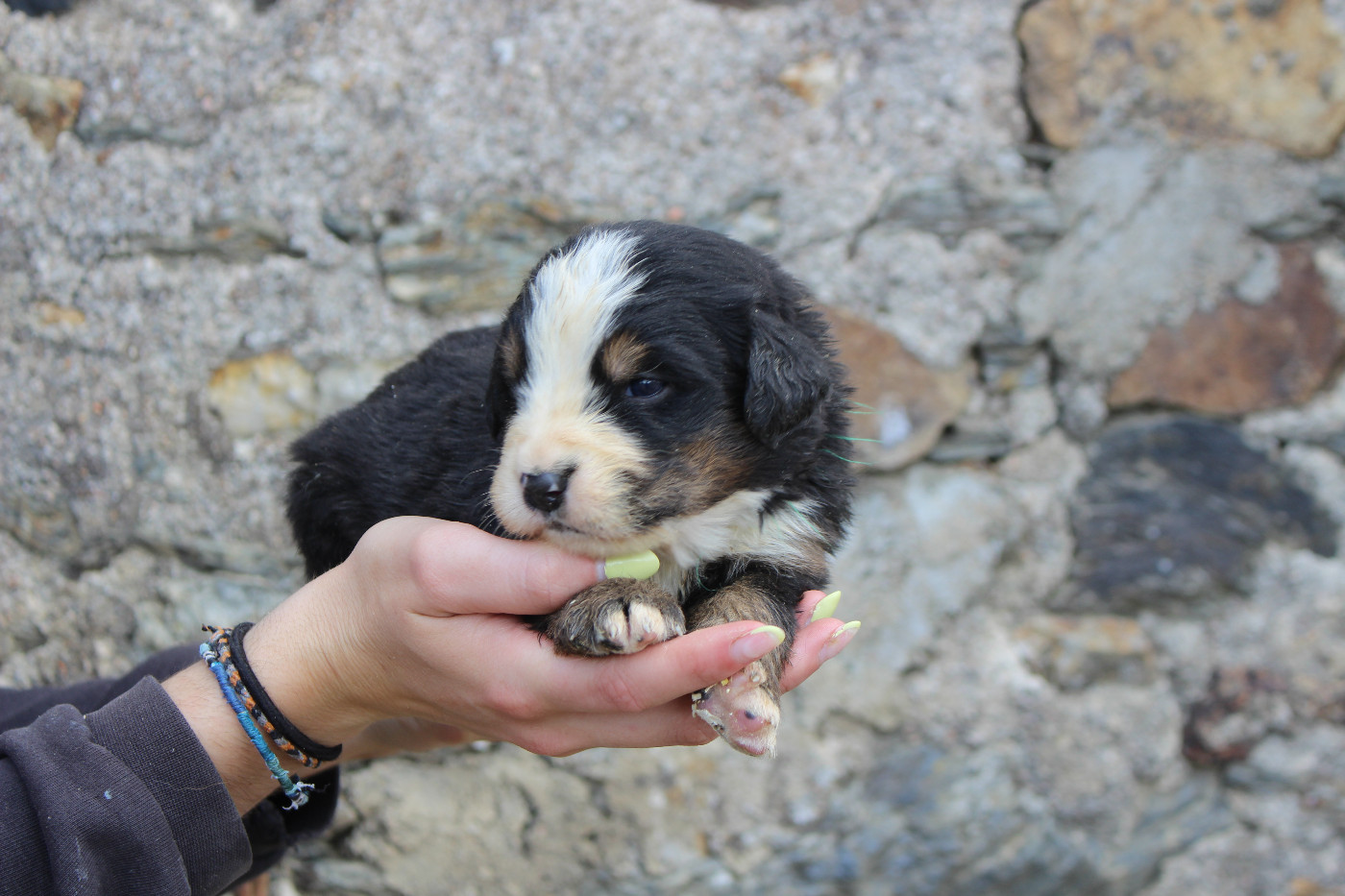 de la Vallée de l'Hyrome - Chiots disponibles - Bouvier Bernois