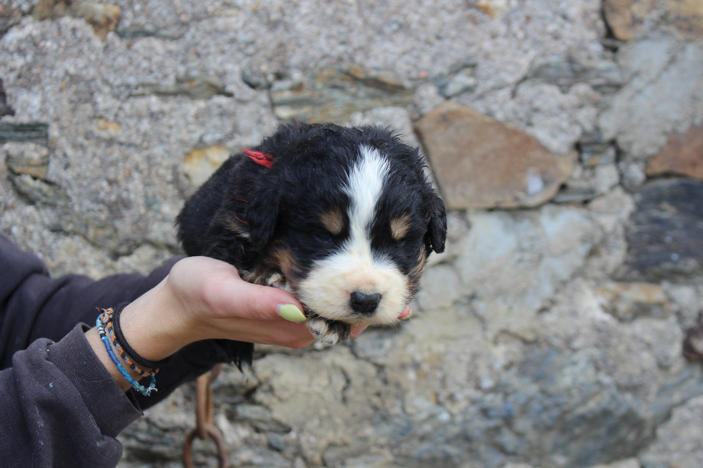 de la Vallée de l'Hyrome - Chiots disponibles - Bouvier Bernois