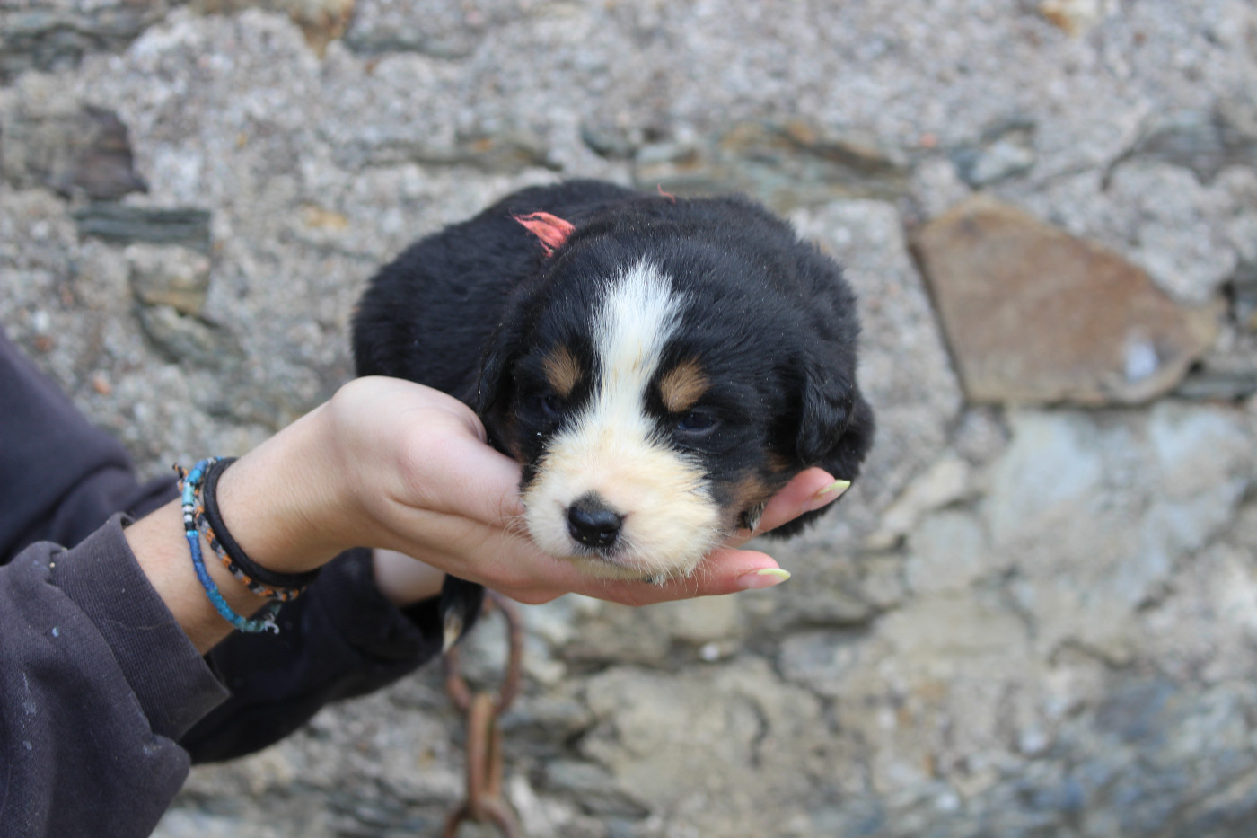 de la Vallée de l'Hyrome - Chiots disponibles - Bouvier Bernois