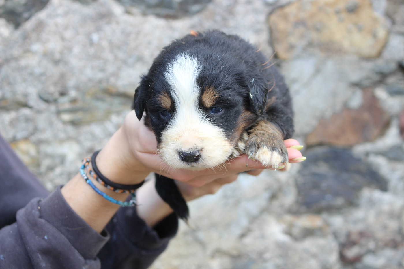 de la Vallée de l'Hyrome - Chiots disponibles - Bouvier Bernois