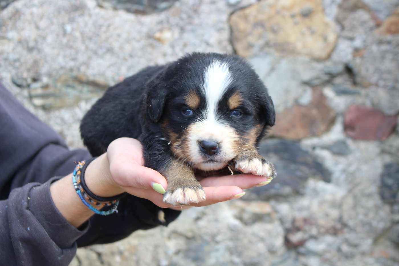 de la Vallée de l'Hyrome - Chiots disponibles - Bouvier Bernois
