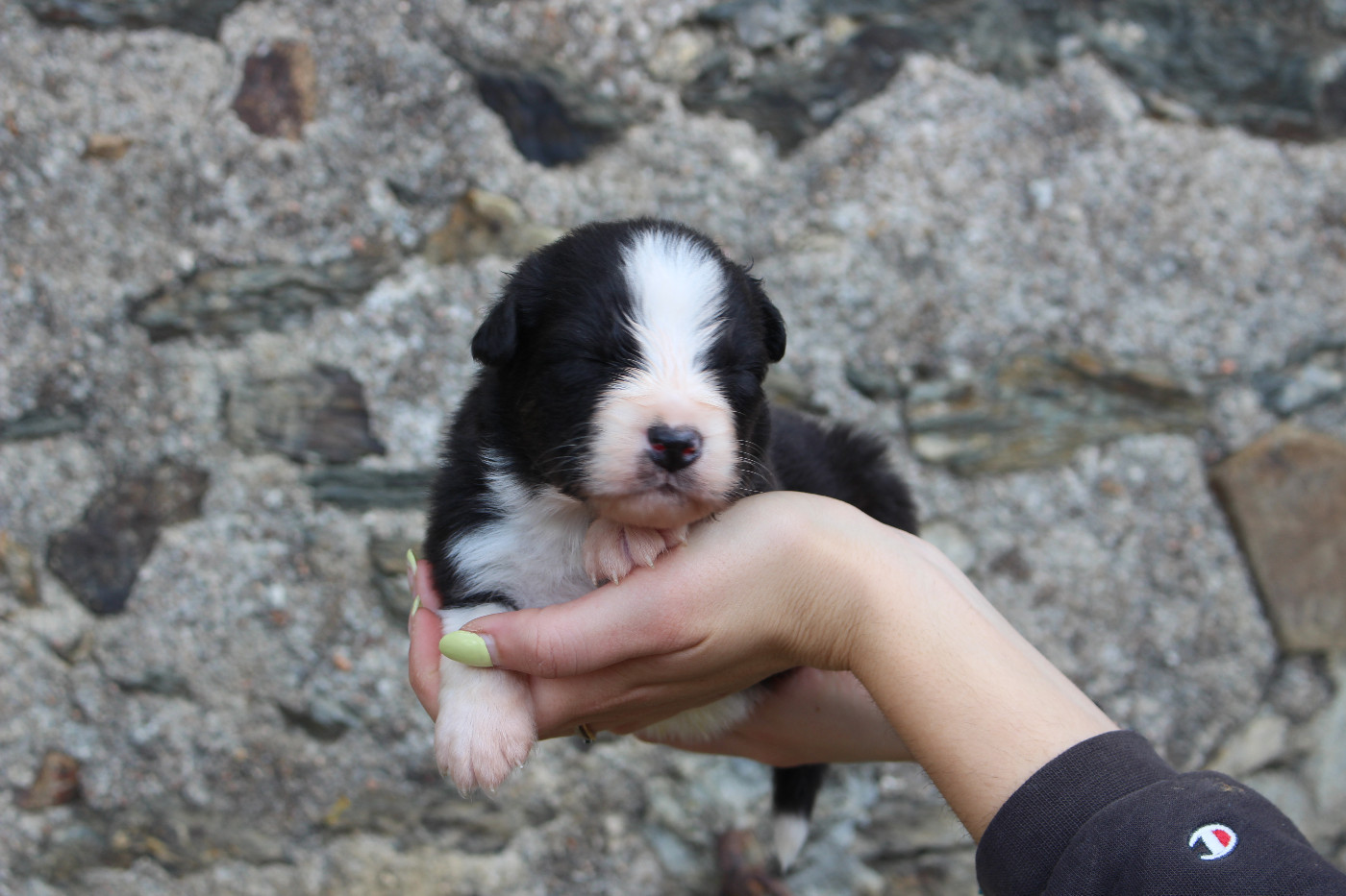 de la Vallée de l'Hyrome - Chiots disponibles - Berger Australien