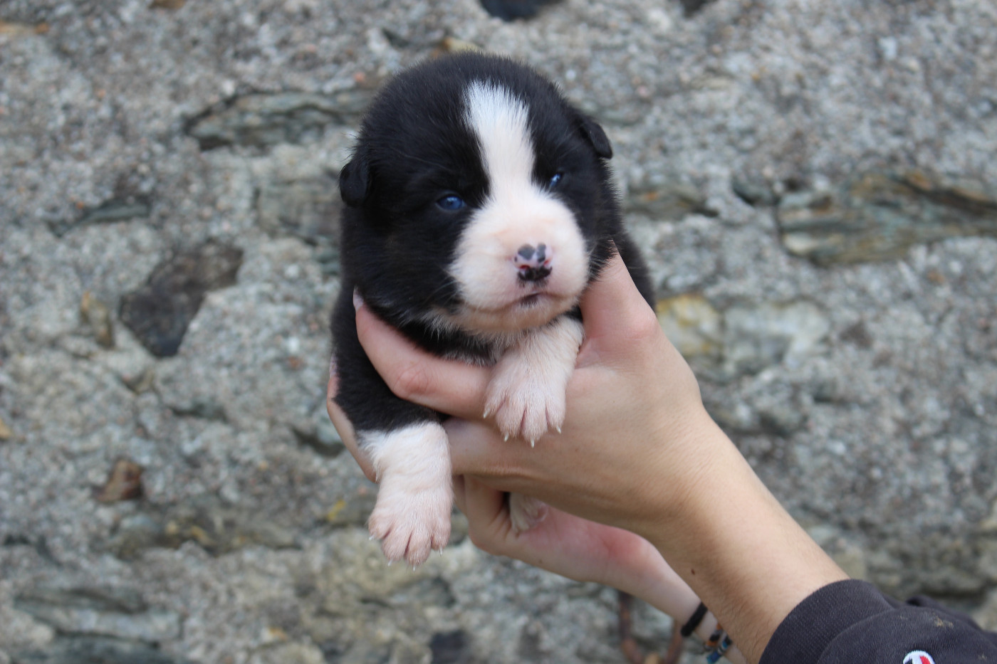 de la Vallée de l'Hyrome - Chiots disponibles - Berger Australien