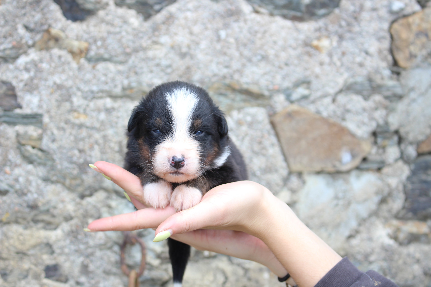 de la Vallée de l'Hyrome - Chiots disponibles - Berger Australien