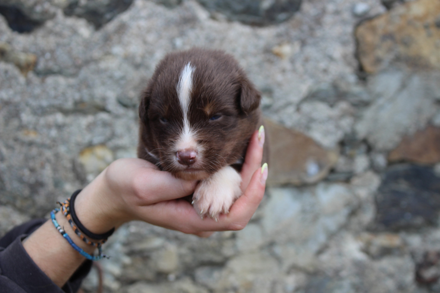 de la Vallée de l'Hyrome - Chiots disponibles - Berger Australien