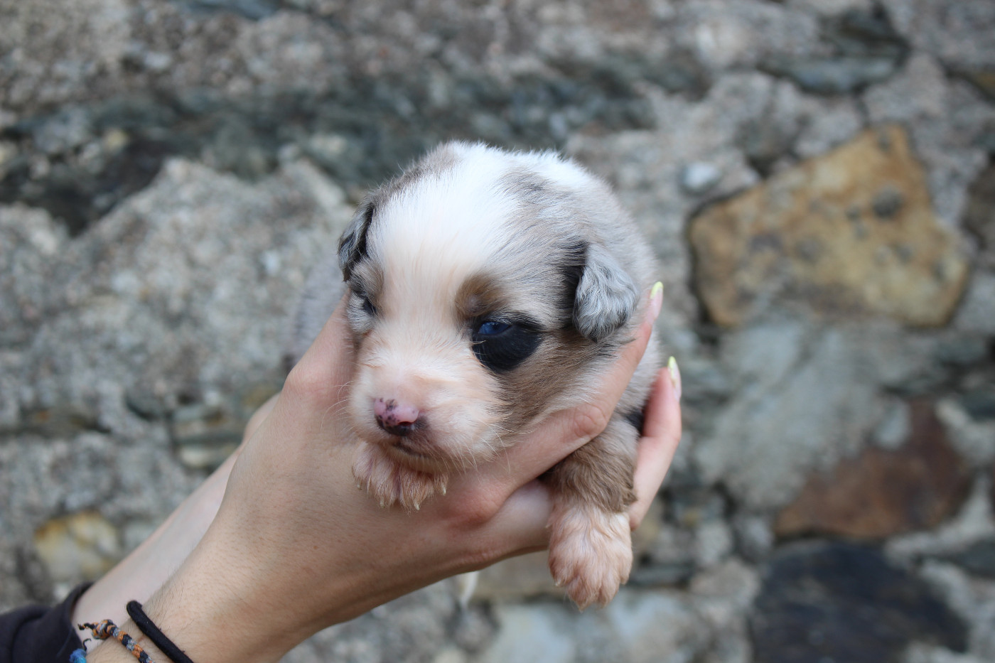de la Vallée de l'Hyrome - Chiots disponibles - Berger Australien