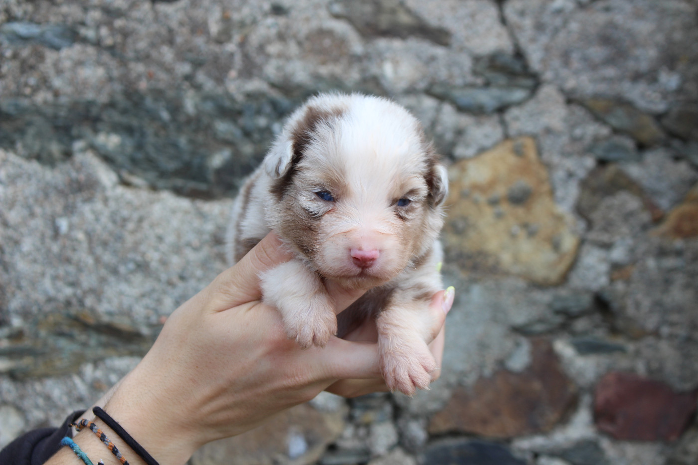 de la Vallée de l'Hyrome - Chiots disponibles - Berger Australien