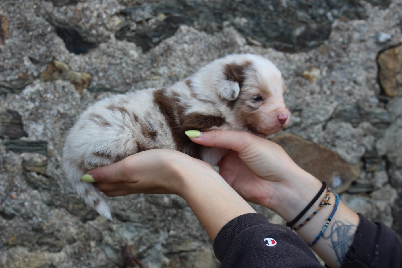 Chiot Berger Australien de la Vallée de l'Hyrome