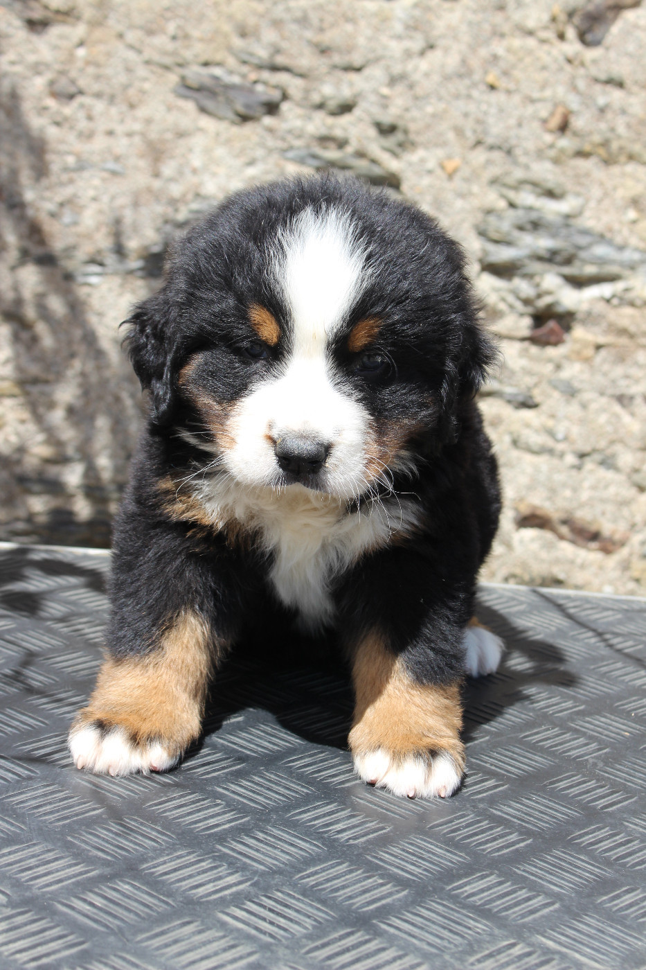 de la Vallée de l'Hyrome - Chiots disponibles - Bouvier Bernois