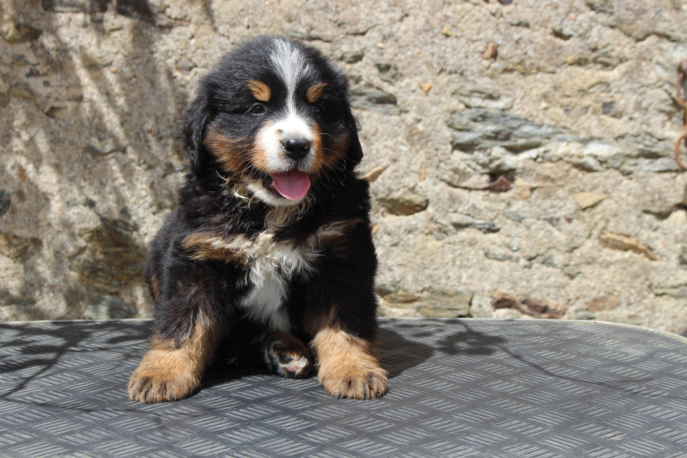 de la Vallée de l'Hyrome - Chiots disponibles - Bouvier Bernois