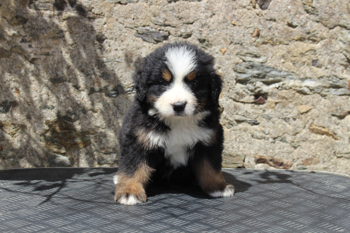 de la Vallée de l'Hyrome - Chiots disponibles - Bouvier Bernois