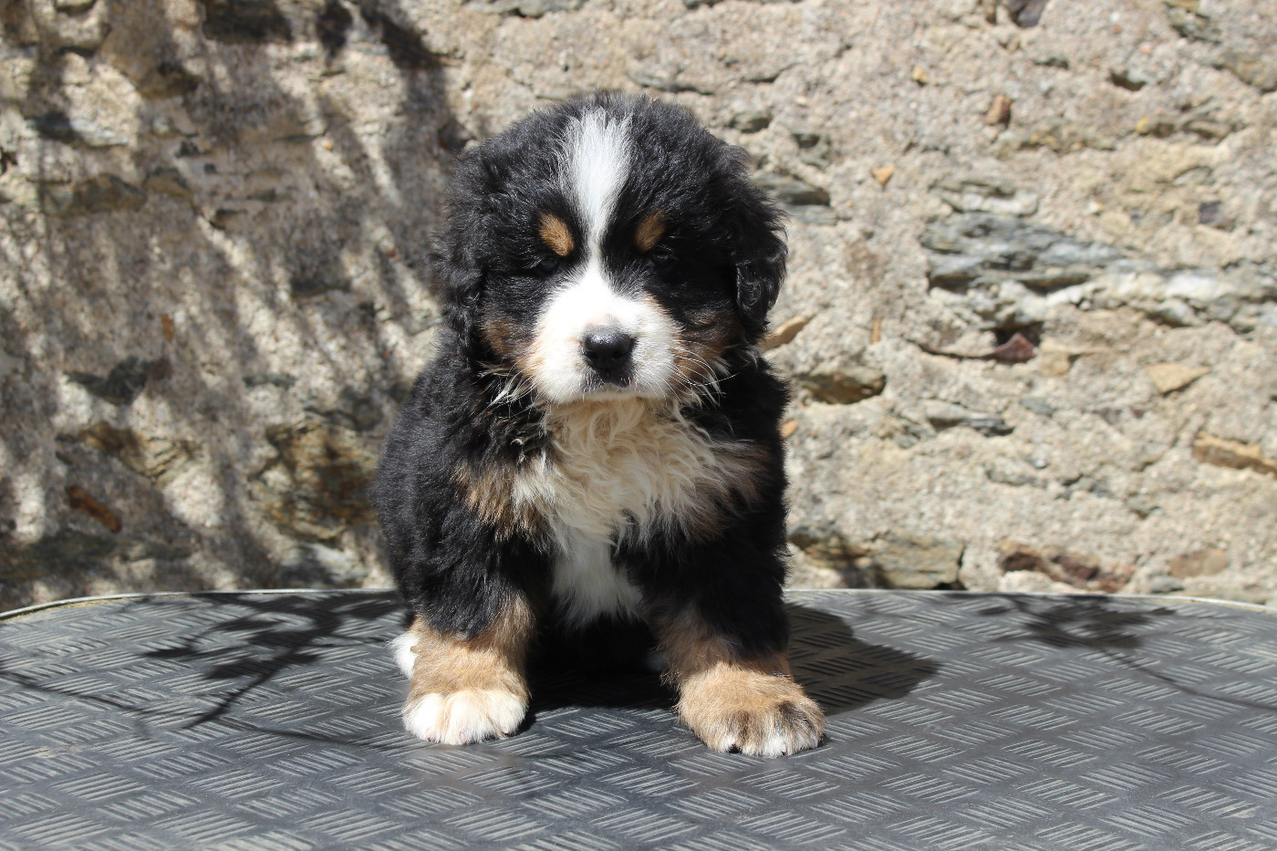 de la Vallée de l'Hyrome - Chiots disponibles - Bouvier Bernois